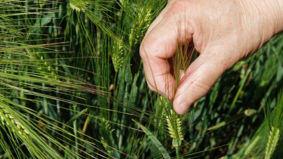 На Ставрополье аграриям доступна отсрочка по льготным кредитам