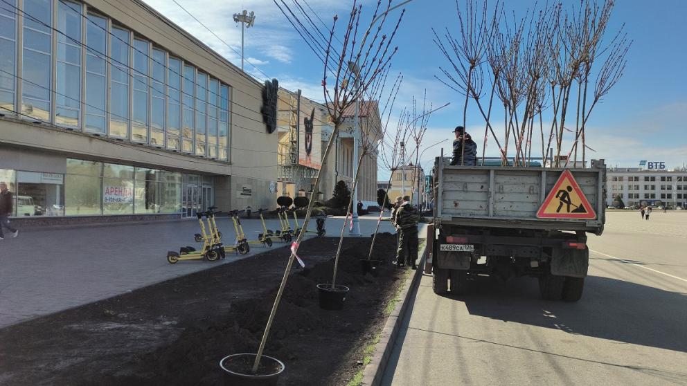 В центре Ставрополя высадили остролистные клёны