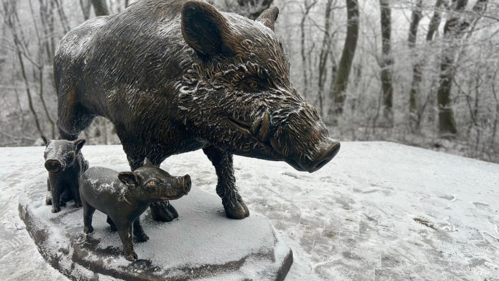 Туристов Железноводска призвали не пугаться новой скульптуры кабанов