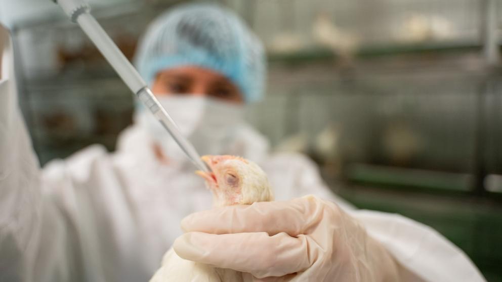 На Ставрополье проводятся профилактические мероприятия от птичьего гриппа