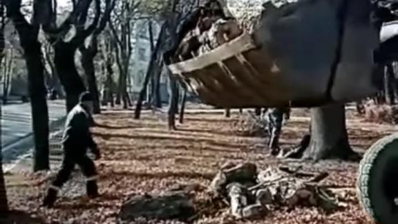 В Ессентуках из Лечебного парка вывозят сухие деревья