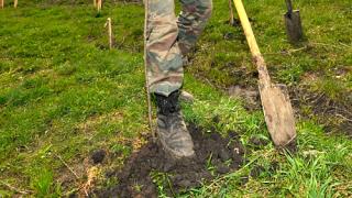 В Александровском парке Ставрополя высадили 30 саженцев дуба