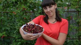 На Ставрополье начали выращивать ежемалину