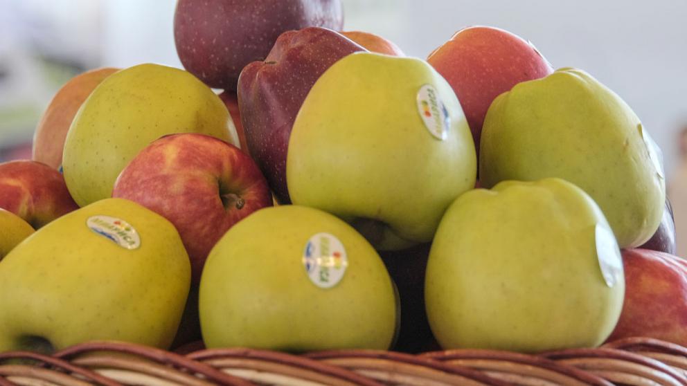 На Ставрополье будет построено плодохранилище на 30 тысяч тонн продукции