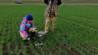 В Кочубеевском округе Ставрополья осадки улучшили состояние озимых