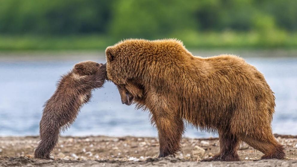 Фотопейзажи «Мир дикой природы» представлены в Музейном комплексе «Россия – Моя история»