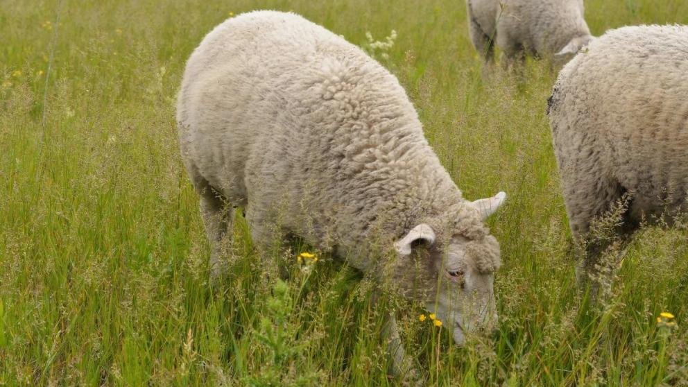 На Ставрополье стартовал проект по производству овечьего молока
