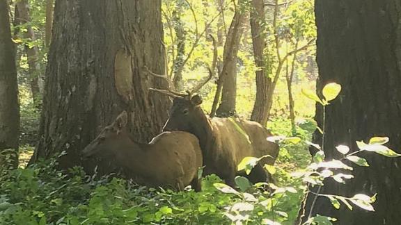 Семейство маралов «прописалось» в парке Невинномысска