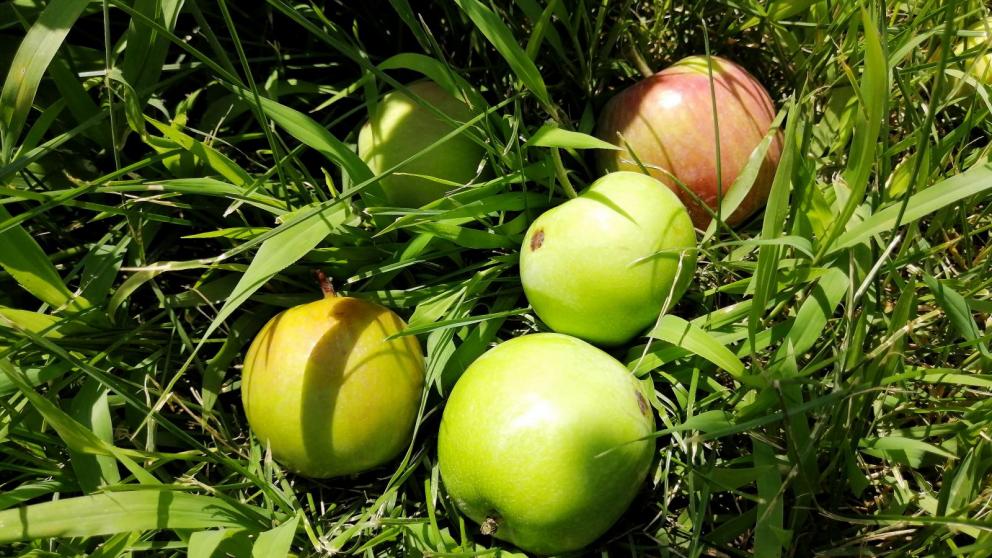 На Ставрополье собрали 33 тонны яблок