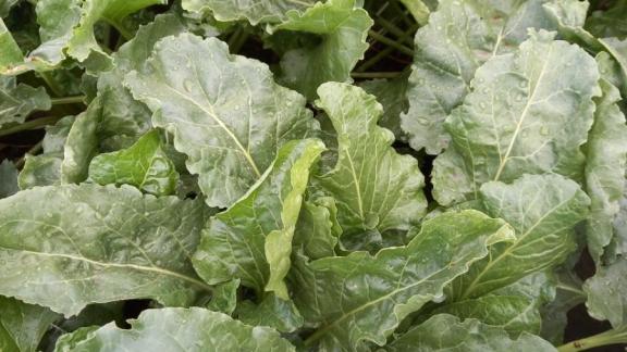 Аграрии Изобильненского округа защитили сахарную свёклу