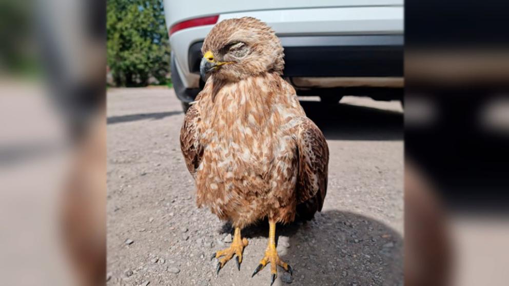 Ставропольские автоинспекторы спасли жизнь ястребу