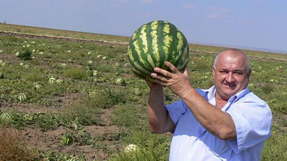 Арбузы - сладкая визитная карточка СПК «Дружба»