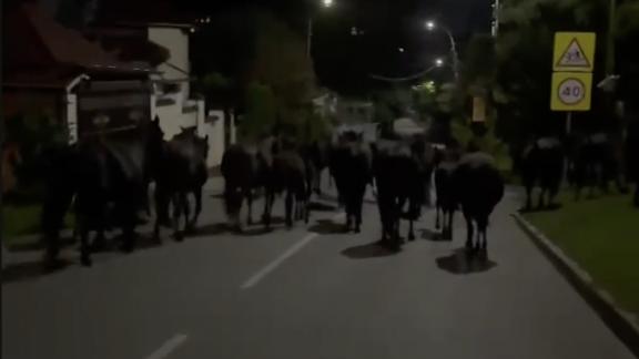 Табун лошадей отправили на штрафстоянку в Кисловодске