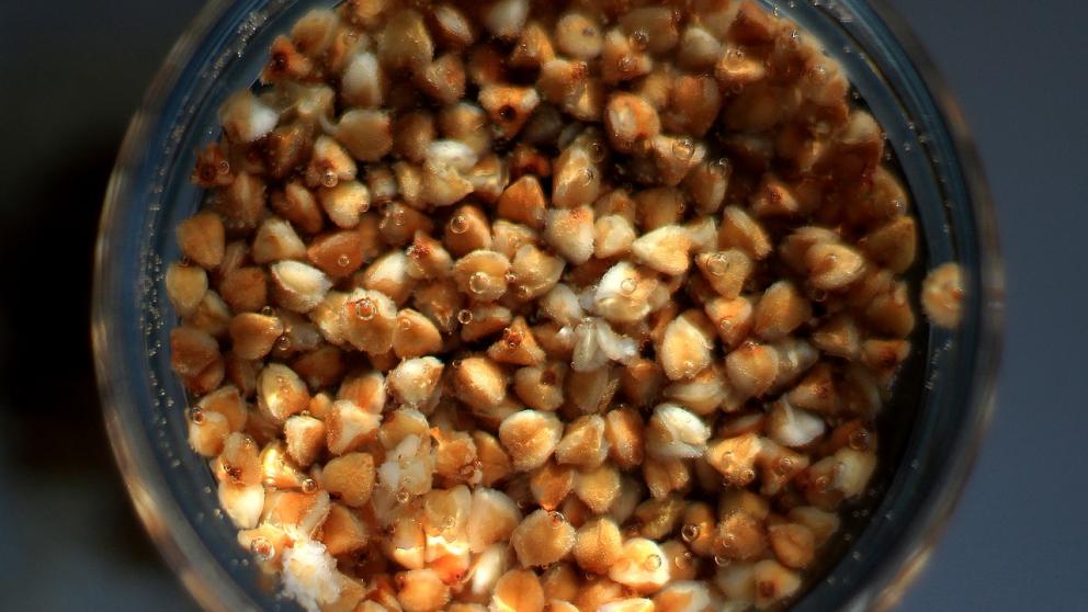 С 5 июня вводится временный запрет на экспорт гречки