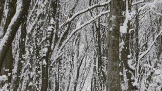 За кражу горнолыжной экипировки пятигорчанин вместо гор отправился в суд