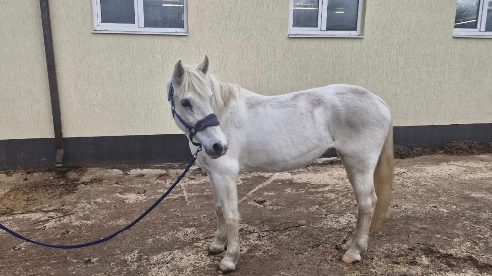 Двух лошадей привезли на оздоровление в Железноводск из Екатеринбурга