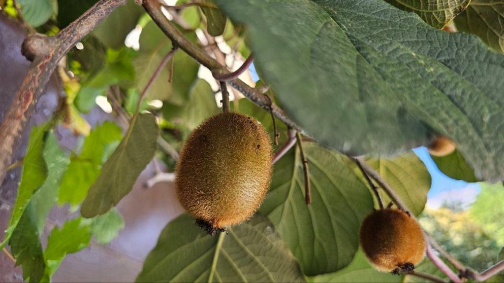 Фермер из Ясной Поляны собрал рекордный урожай киви