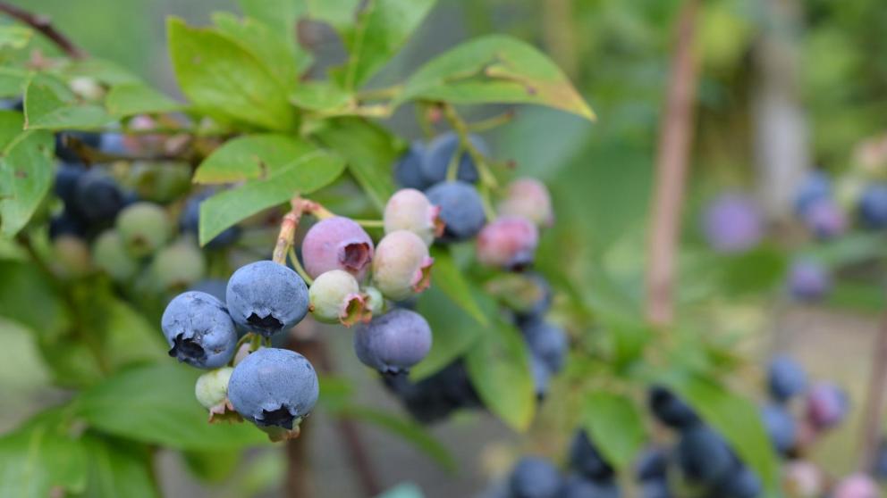 На Ставрополье впервые будут выращивать голубику