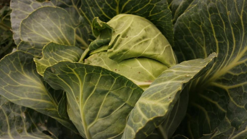 Ставропольцам рассказали, как противостоять капустной моли