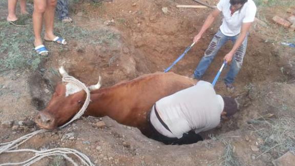 Спасатели на Ставрополье достали из колодца корову