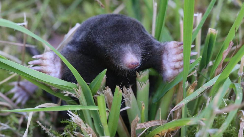 Ставропольцам рассказали, как избавиться от кротов