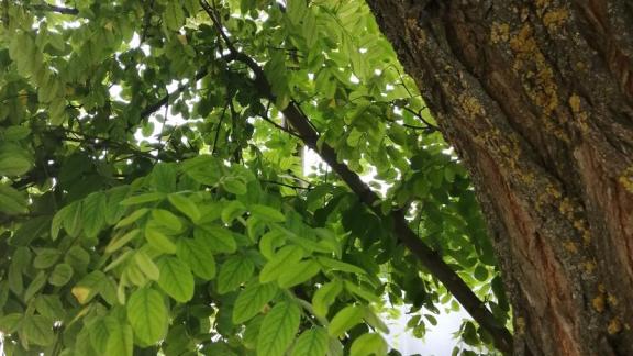 Организация в Ессентуках заплатит штраф за вырубку деревьев в парке Победы