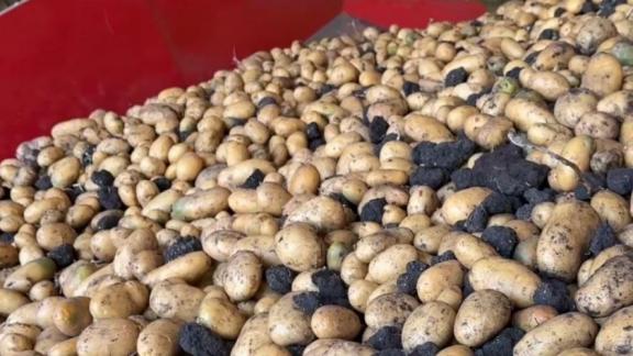 В Предгорье собрали 50 тысяч тонн картофеля