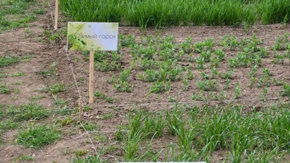 Школьники Труновского округа вырастили собственный урожай зерновых