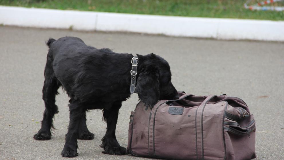 В Ставрополе кинологи продемонстрировали детям работу служебных собак