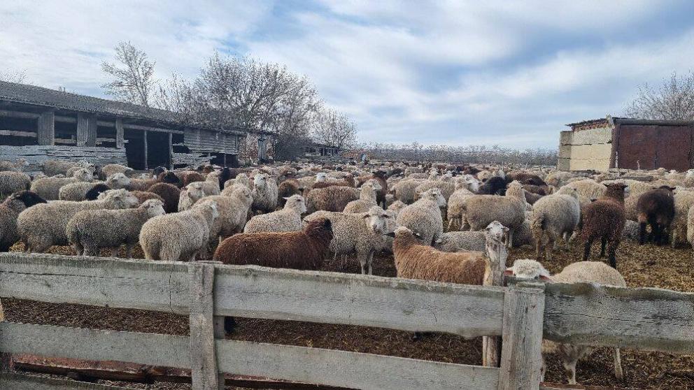 Зимовка скота в Новоселицком округе проходит в штатном режиме