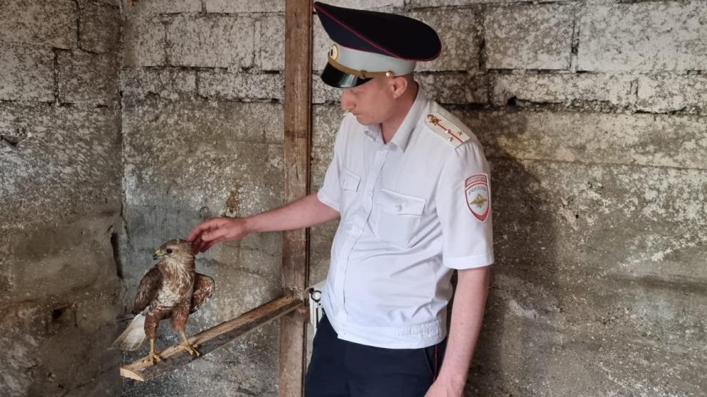 Спасённого на Ставрополье ястреба Тимошу навестили автоинспекторы Минераловодского округа