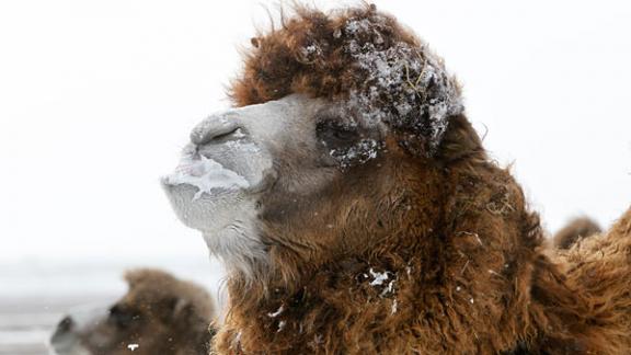 2017-й - год Верблюда по зороастрийскому гороскопу