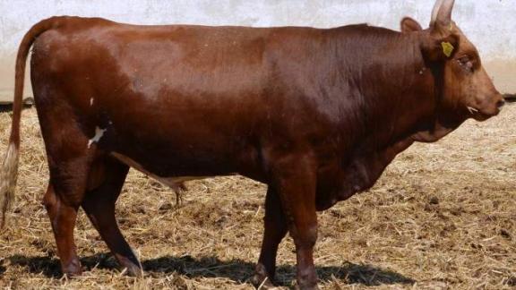 Ставрополье впервые вышло на экспортный рынок по поставкам племенного молодняка КРС