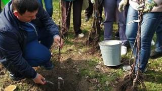 На Ставрополье фермер создала школьный «Сад памяти»