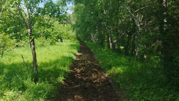 В лесах Кисловодска обновили 134 км противопожарных полос