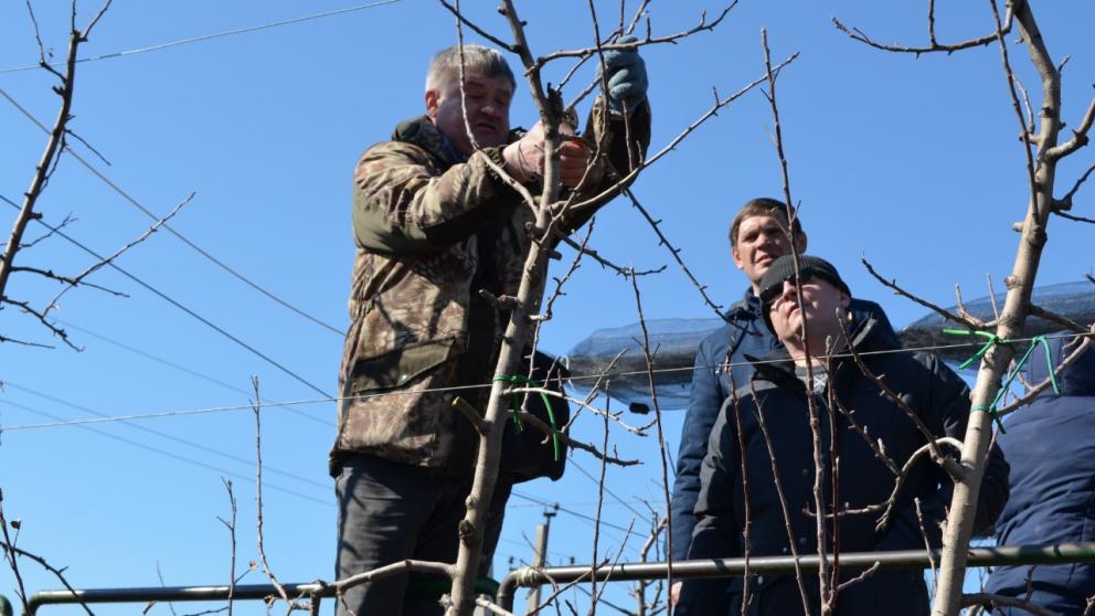 На Ставрополье обрезали около 80 процентов садов