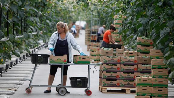 Ставрополье в пятерке лучших регионов страны по строительству и модернизации теплиц