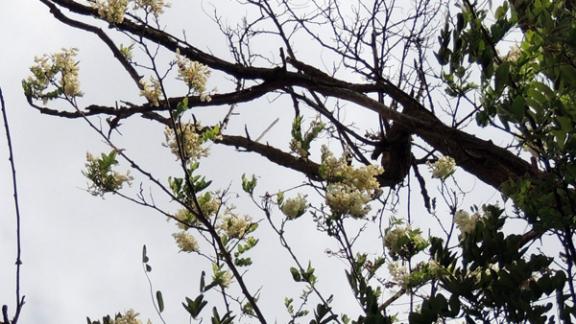 Белая акация неожиданно расцвела на Ставрополье