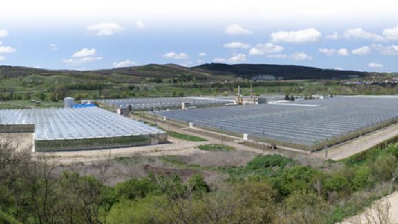 В ближайшие годы на Ставрополье построят и реконструируют более 155 гектар тепличных комплексов