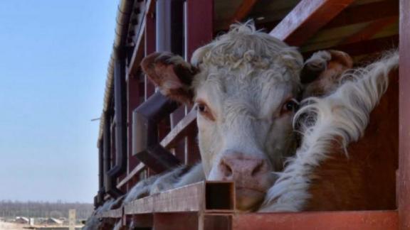 Ставропольский фермер получил благодарственное письмо минсельхоза России