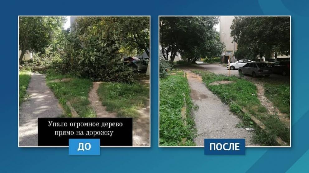 Упавшее дерево убрали с тротуара в Ессентуках