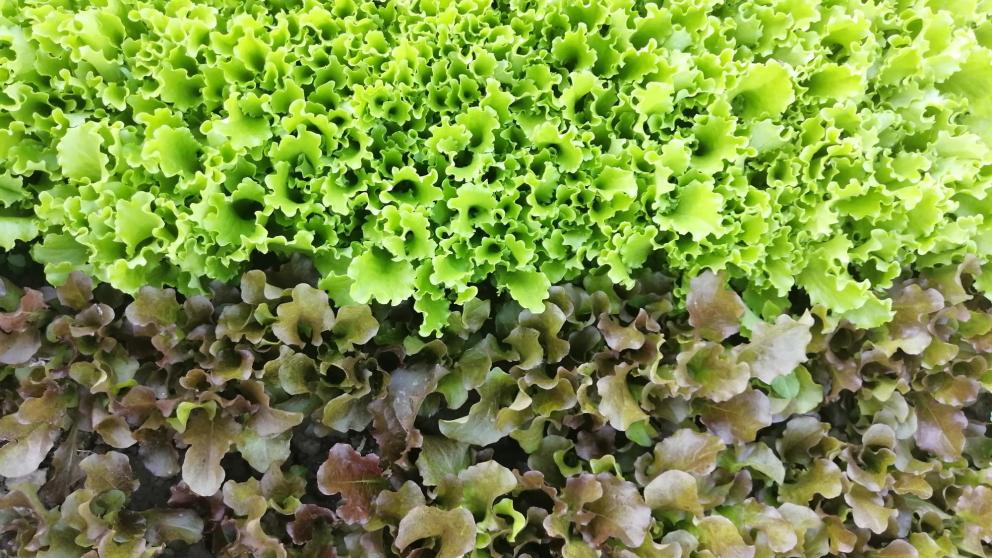 На Ставрополье развивается производство зелени 