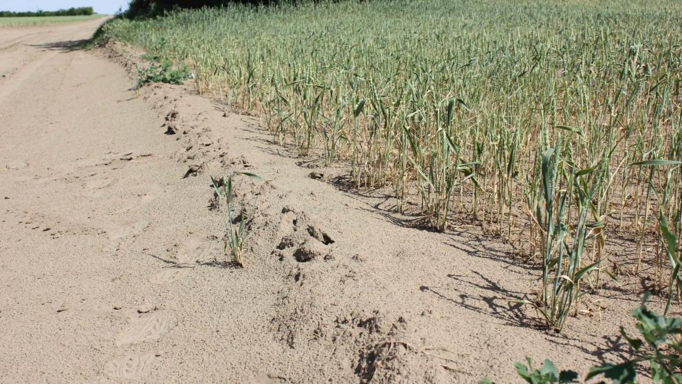 Аграрии Ставрополья получат поддержку для устранения последствий непогоды