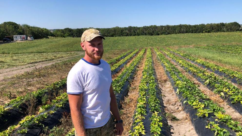 На Ставрополье бывший военный выращивает клубнику в открытом грунте