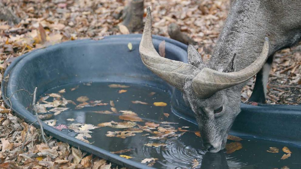 Ставропольский зоопарк «Берендеево» остаётся в парке Победы на год