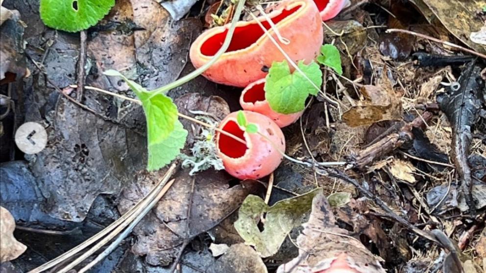 В Мамайском лесу Ставрополя «распустились» необычные грибы