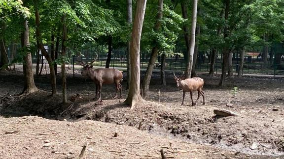 В Невинномысске в парке «Шерстяник» родился оленёнок