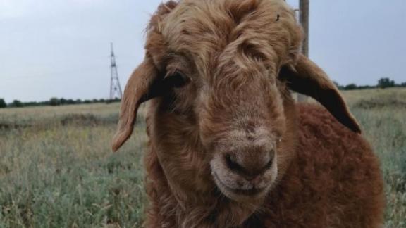 На Ставрополье организован мониторинг по учету сельхозживотных