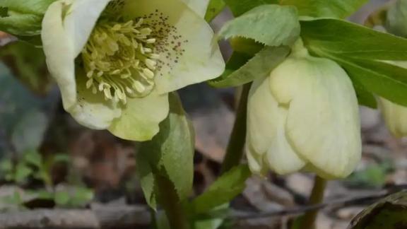 Ставропольские экологи просят не поощрять цветочных браконьеров