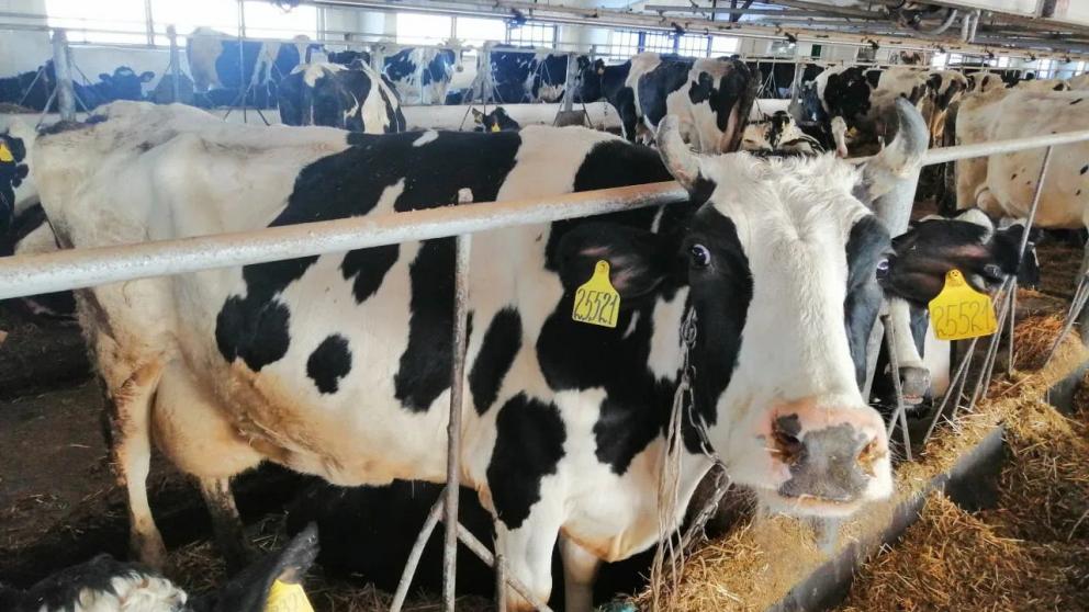 Зимовка сельхозживотных в Кочубеевском округе пройдет в штатном режиме